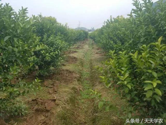 柑橘春季防治红蜘蛛的最佳时间,柑橘清园红蜘蛛如何消灭