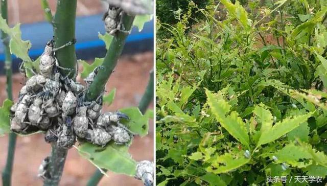 柑橘春季防治红蜘蛛的最佳时间,柑橘清园红蜘蛛如何消灭