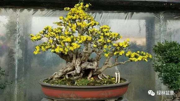 造型独特的迎春花盆景,迎春花盆景有哪些造型特点
