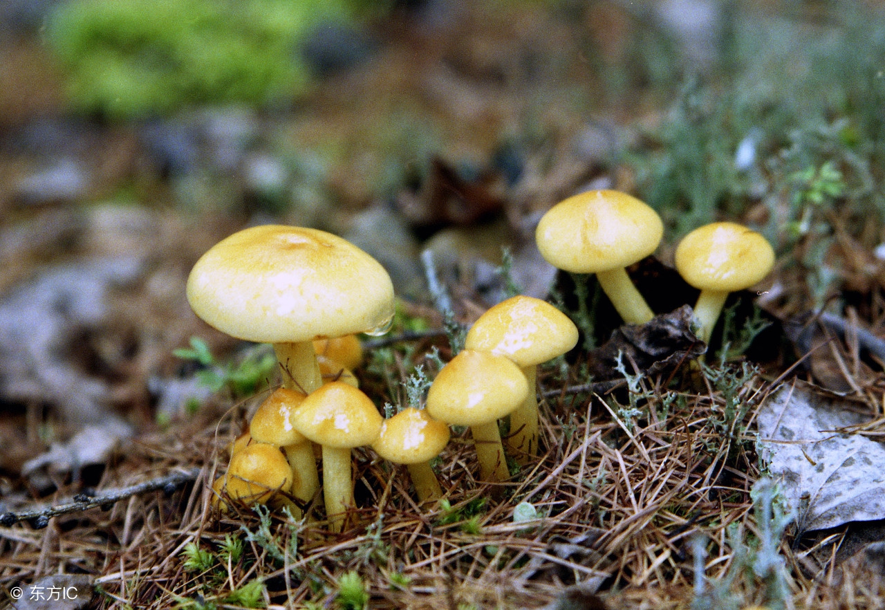 蘑菇施肥的正确方法,蘑菇种植后怎么施肥