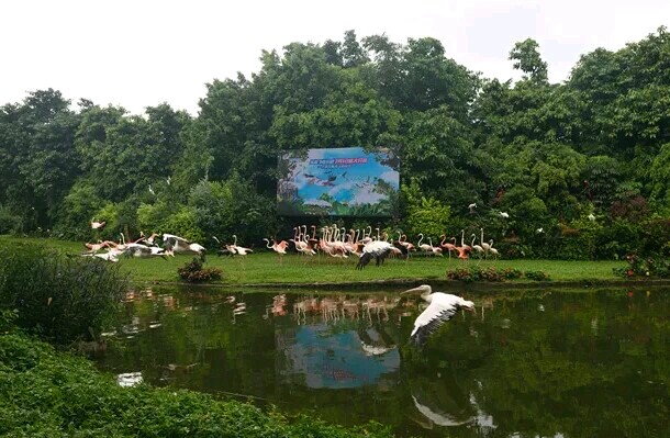 广州长隆飞鸟乐园一日游,广州长隆飞鸟乐园