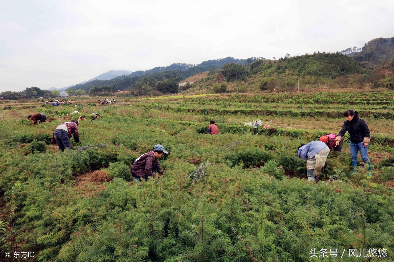 杉木良种的作用,哪个品种杉木长得快又好