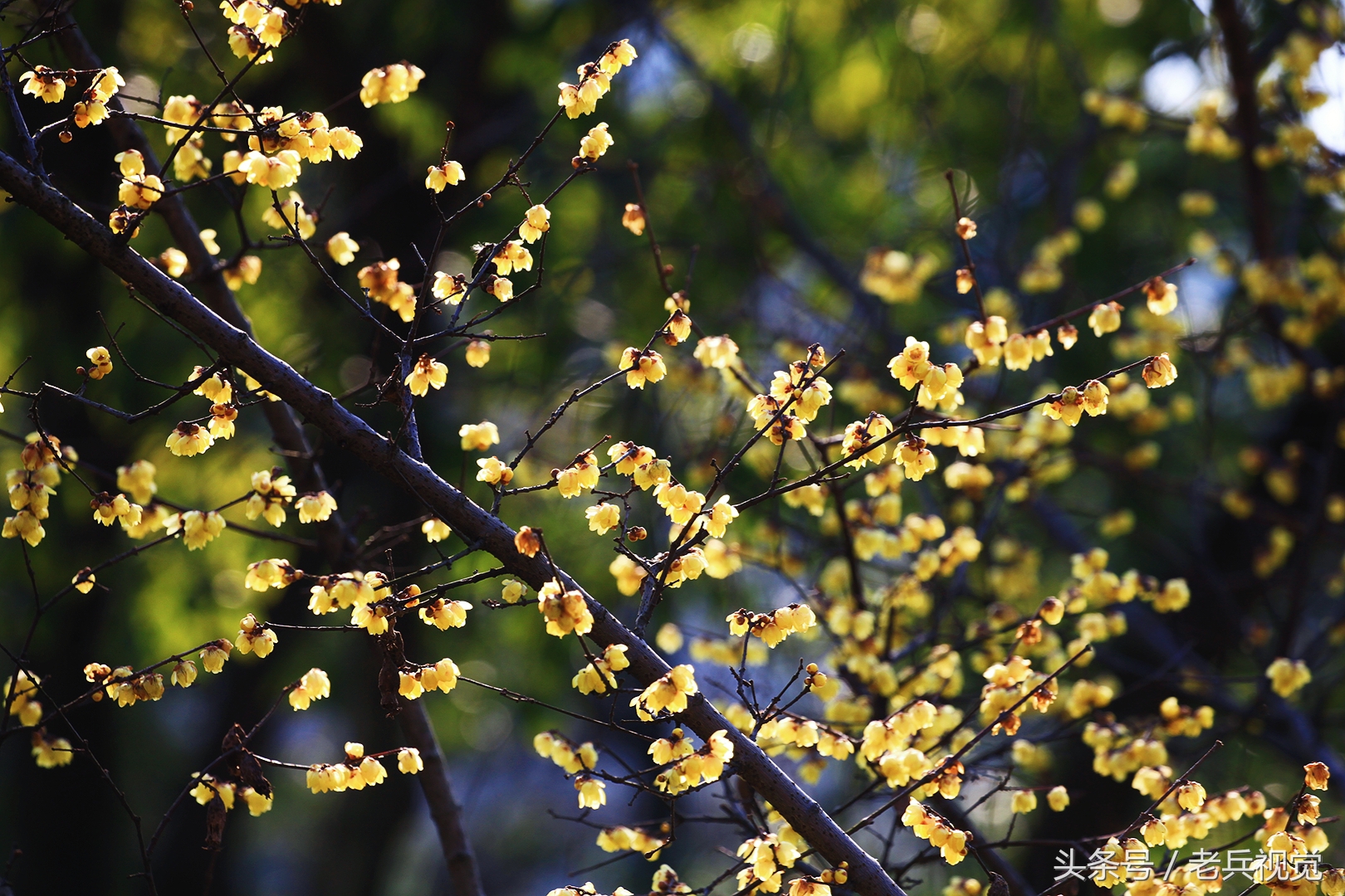 从大连到杭州上海苏州,大连到杭州旅行