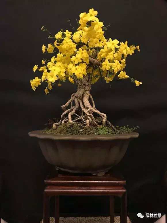 造型独特的迎春花盆景,迎春花盆景有哪些造型特点