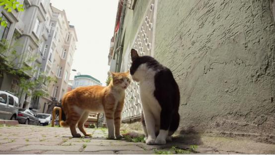 2017骞翠腑鍥界邯褰曠墖澶у叏,2017骞存礊鏈楀嵄鏈虹邯褰曠墖