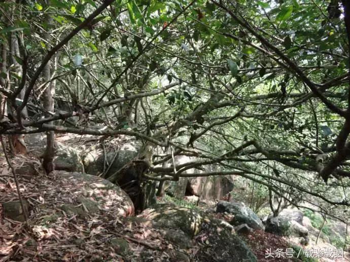 徐闻新年游玩的地方,徐闻超好看的地方