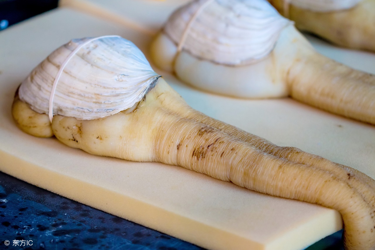 河蚌吃了降血压吗,象拔蚌降火吗