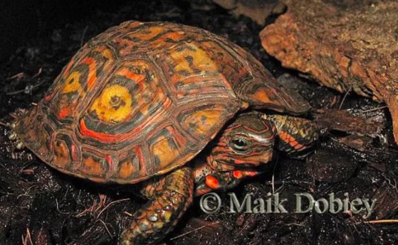 油彩木纹龟是蓝眼睛么,油彩木纹龟成体多大