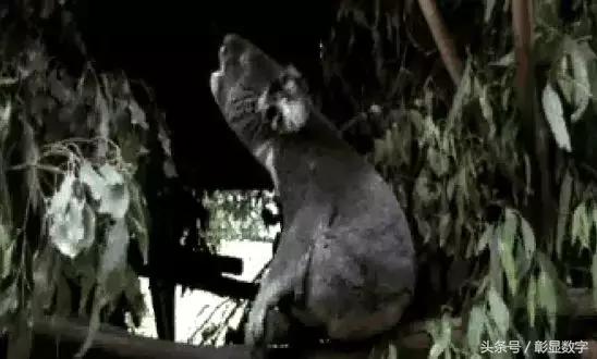 考拉是如何灭绝的,考拉是如何存活的