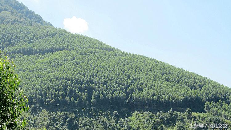 桉树危害性太大为什么还种这么多,桉树真的污染水源环境吗