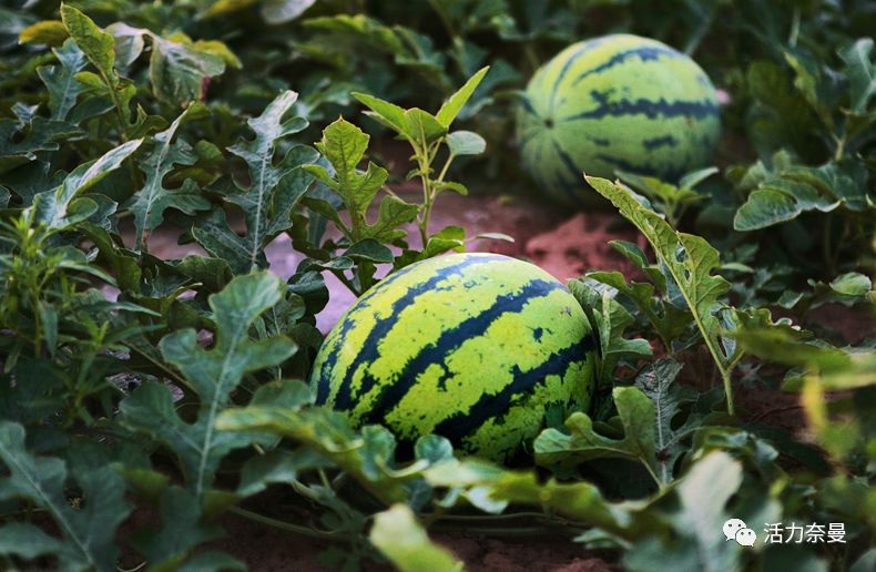 45万人的名片,太漂亮了!!《奈曼人的名片》最新版,45万次!!!精工打造!!!