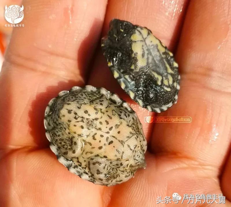 美文欣赏—头有斑、壳有纹、不加温、体型小，还不贵，它就是剃刀