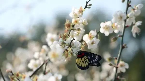 滚蛋吧,春困君!广东这些花花世界让你秒变龙马精神!