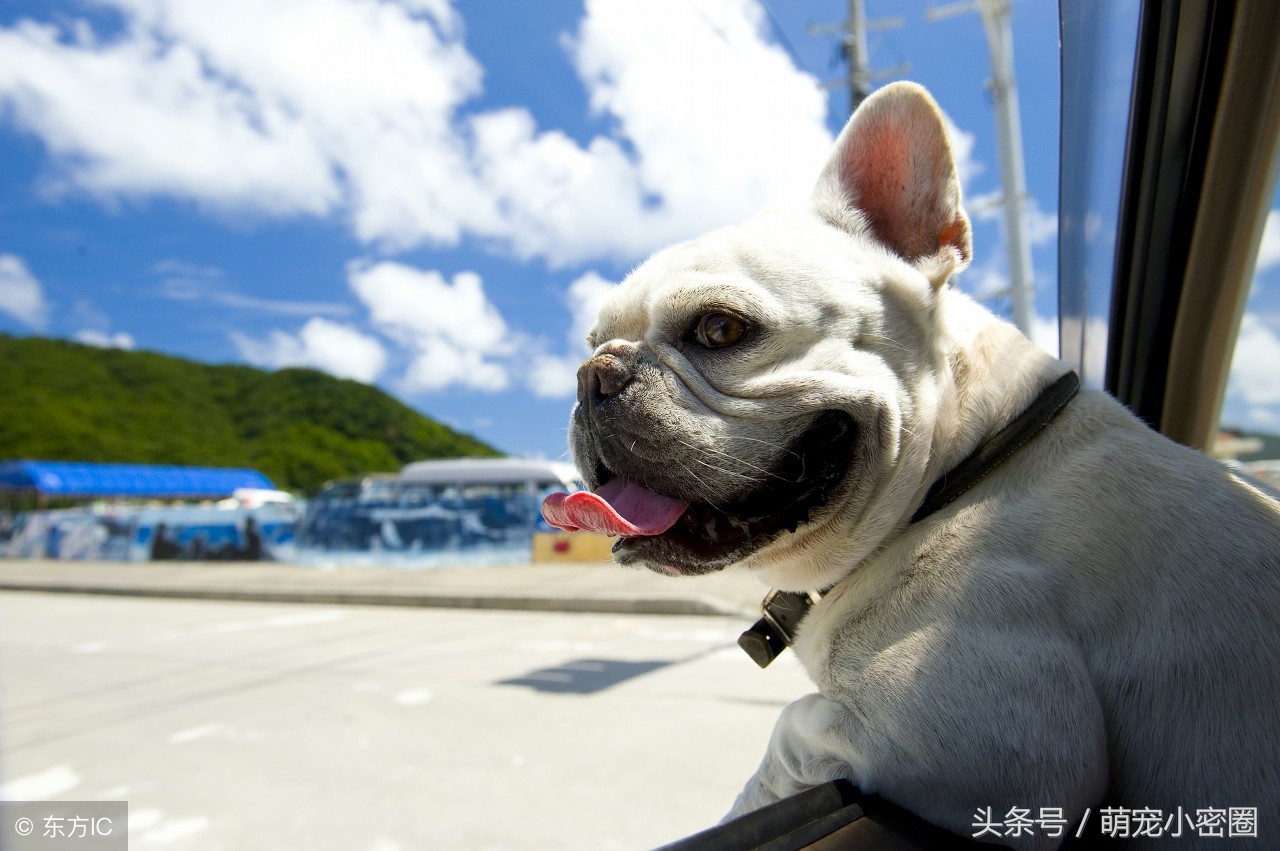 带狗狗去旅行要带什么食物,带狗狗旅行需要准备什么