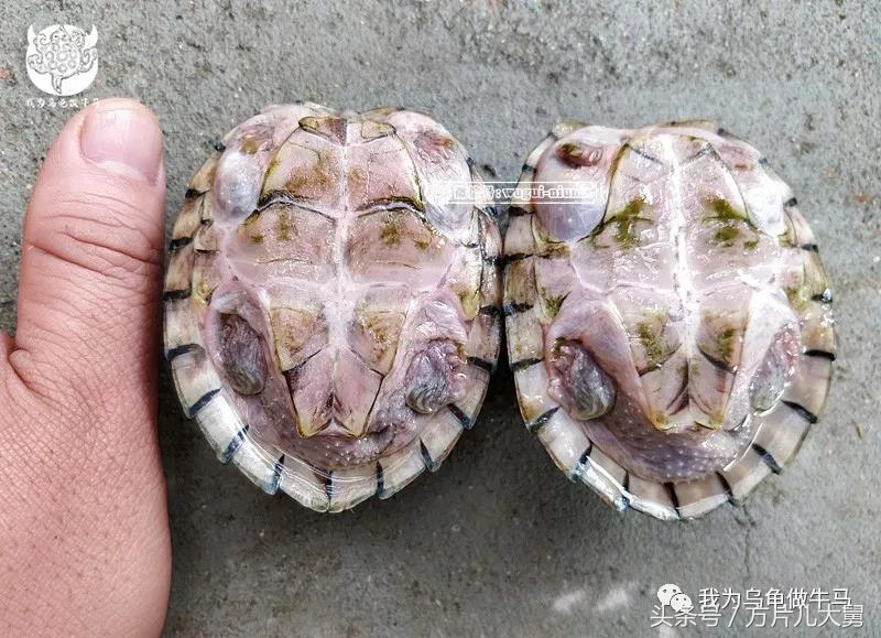 美文欣赏—头有斑、壳有纹、不加温、体型小，还不贵，它就是剃刀