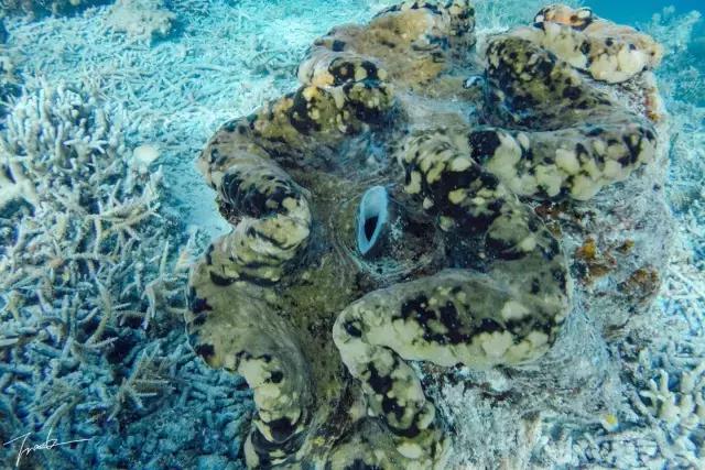 帕劳深度游出海,帕劳深潜体验