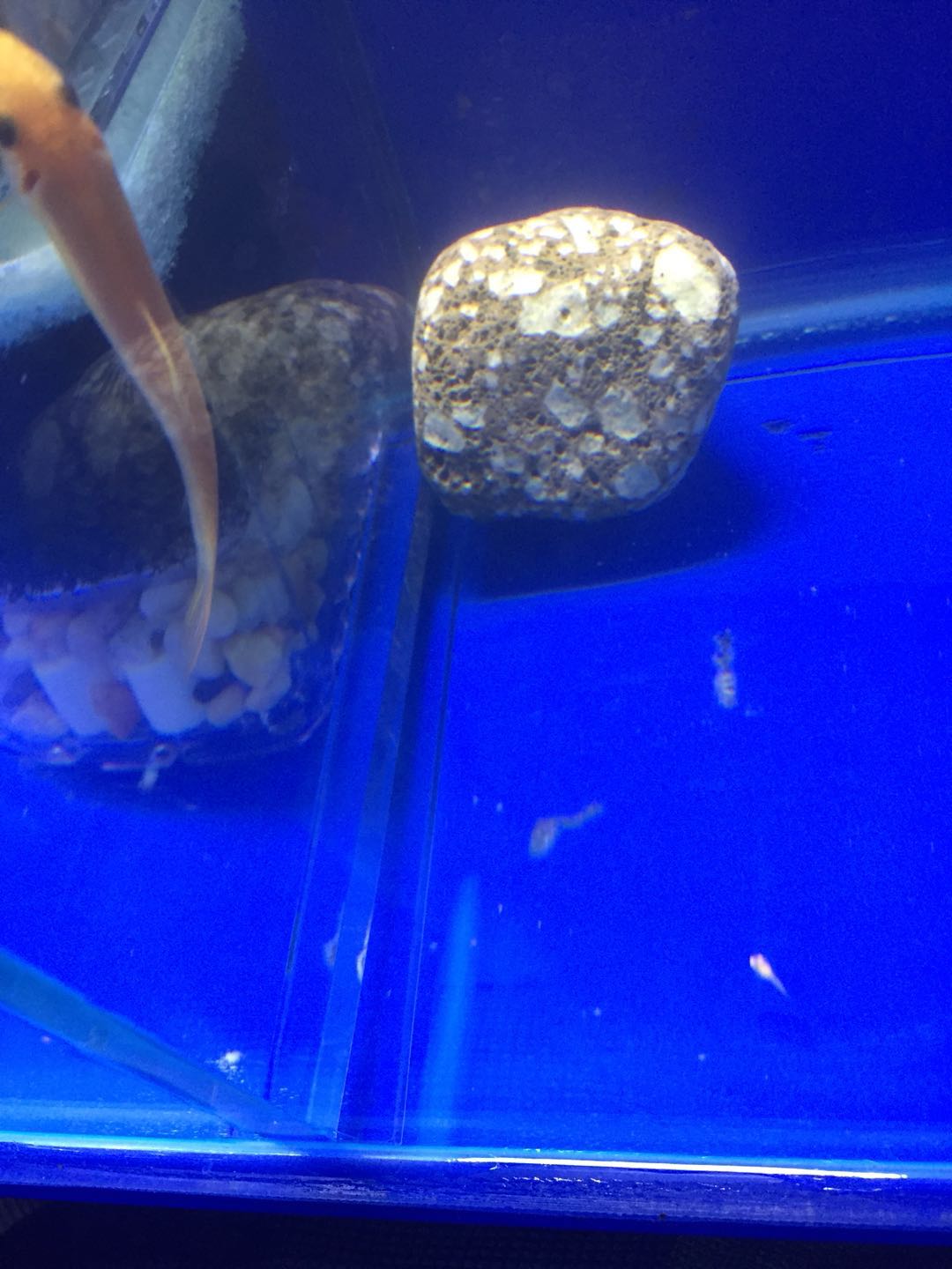 孔雀鱼鱼苗饲养日记图,孔雀鱼的养鱼日记视频