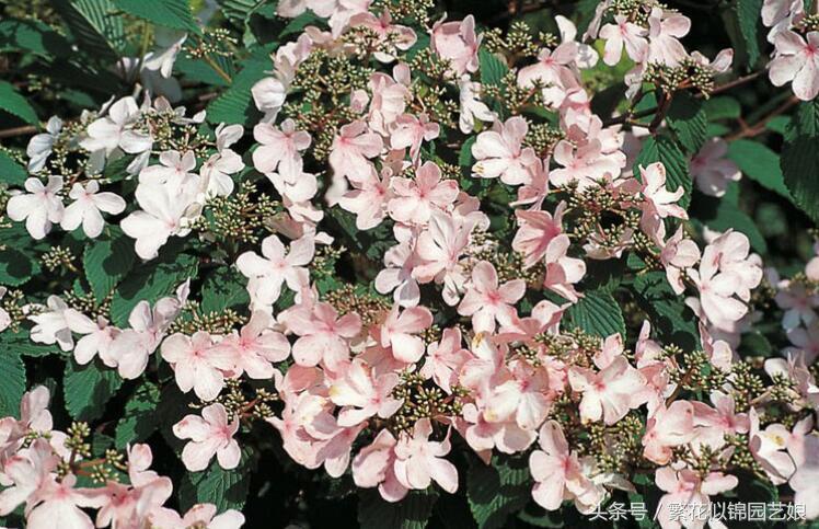 紫色长的像绣球一样的花,像蝴蝶一样的绣球