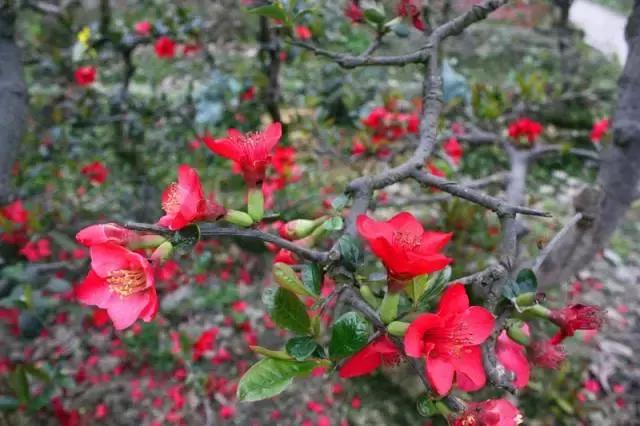 安逸，成都各区县的海棠花开了，周末带上家人或朋友踏春去哦