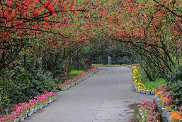 安逸，成都各区县的海棠花开了，周末带上家人或朋友踏春去哦