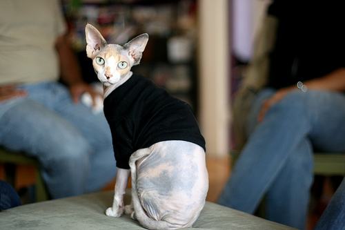 喵星人的3种类型,喵星人类型对照表