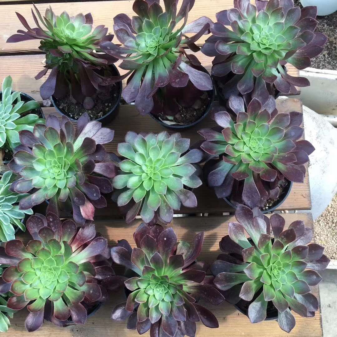 推荐新手养的多肉植物,多肉植物养殖方法新手如何浇水