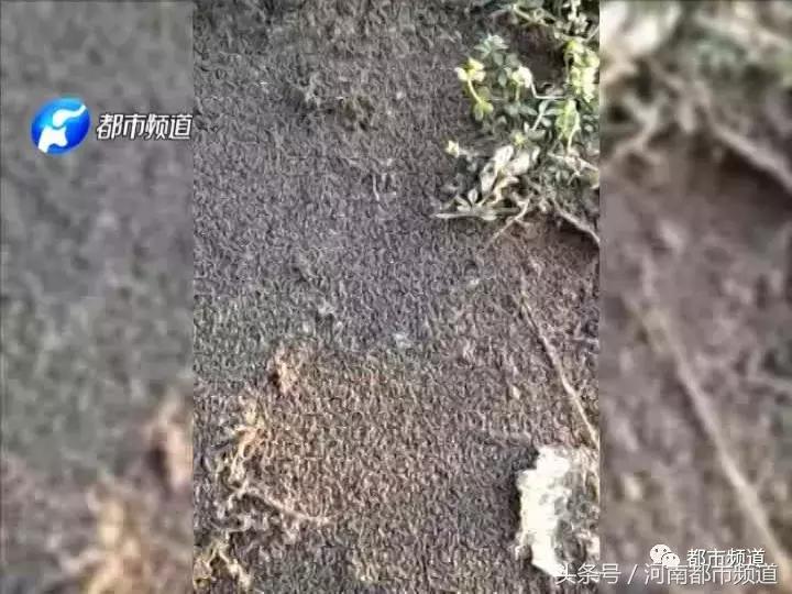 河南什么地方出现大量黑虫,河南村民发现红色线虫