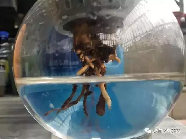 绿萝发财树杜鹃发黄萎蔫枯死，一个塑料袋就能救回！