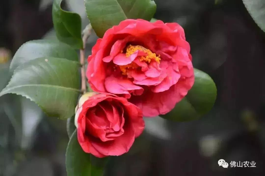 滚蛋吧,春困君!广东这些花花世界让你秒变龙马精神!