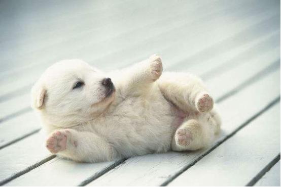 狗狗驱螨虫哪种好,狗狗怎么除螨虫最有效方法