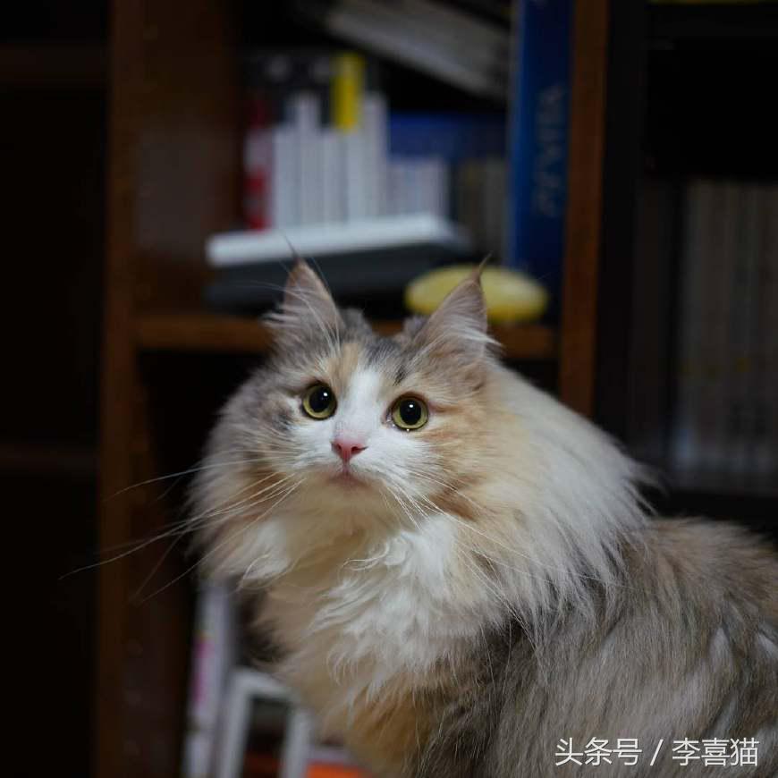 最会撩的挪威森林猫,高贵优雅灵动自然挪威森林猫