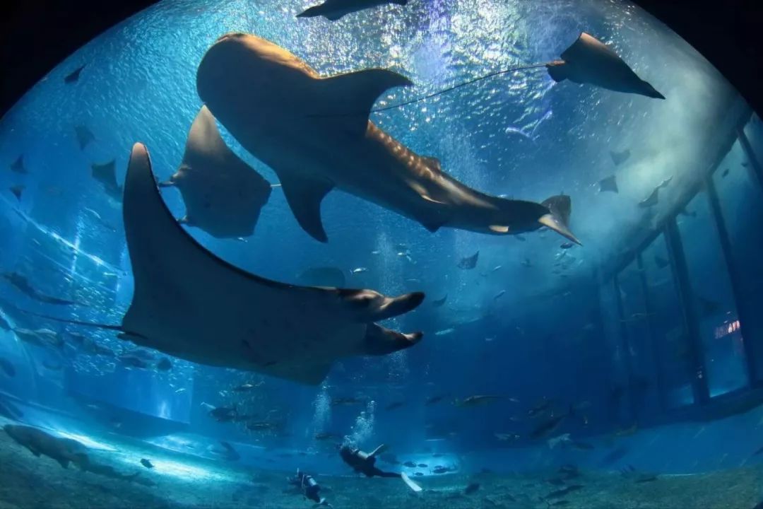 上海新年值得去的地方,春节被挤爆了的九个景点