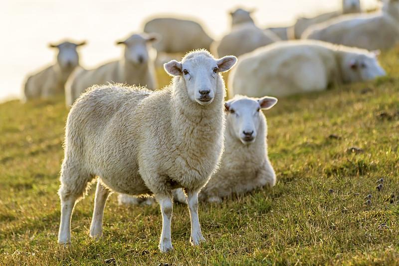 绵羊奶应该怎么选,怎么看是绵羊奶