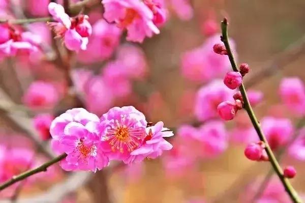 北京冬季看梅花,冬天北京哪里可以赏梅花