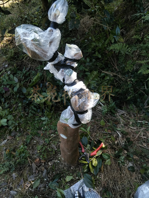 茶花嫁接技术图解大全集,茶花不去头腹接嫁接法