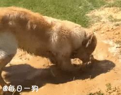 回到城市的狗子,回去过年的狗子