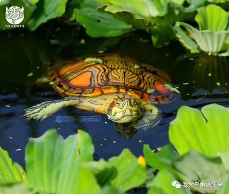 这龟白送你都不要,这篇阅读量要仆街