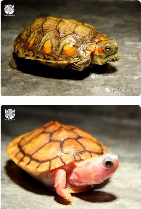 这龟白送你都不要,这篇阅读量要仆街