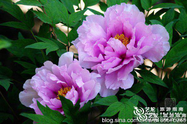 北京最全旅游攻略,北京旅游超全攻略最新