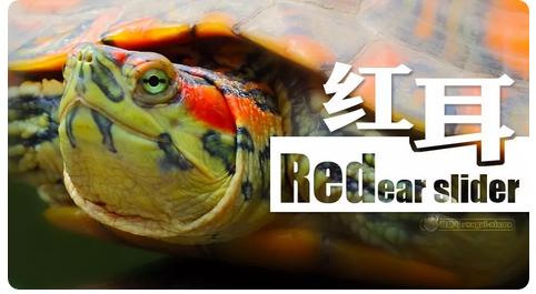 这龟白送你都不要,这篇阅读量要仆街