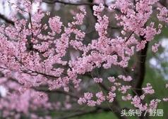 桃花红了散文,桃花红杏花白散文