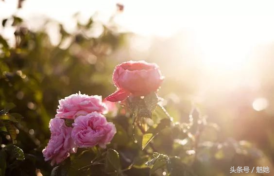 茱莉蔻都有什么系列产品,茱莉蔻顶级护肤品牌是什么