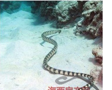 全球十大有毒动物排行榜,在野外要小心什么有毒的动物