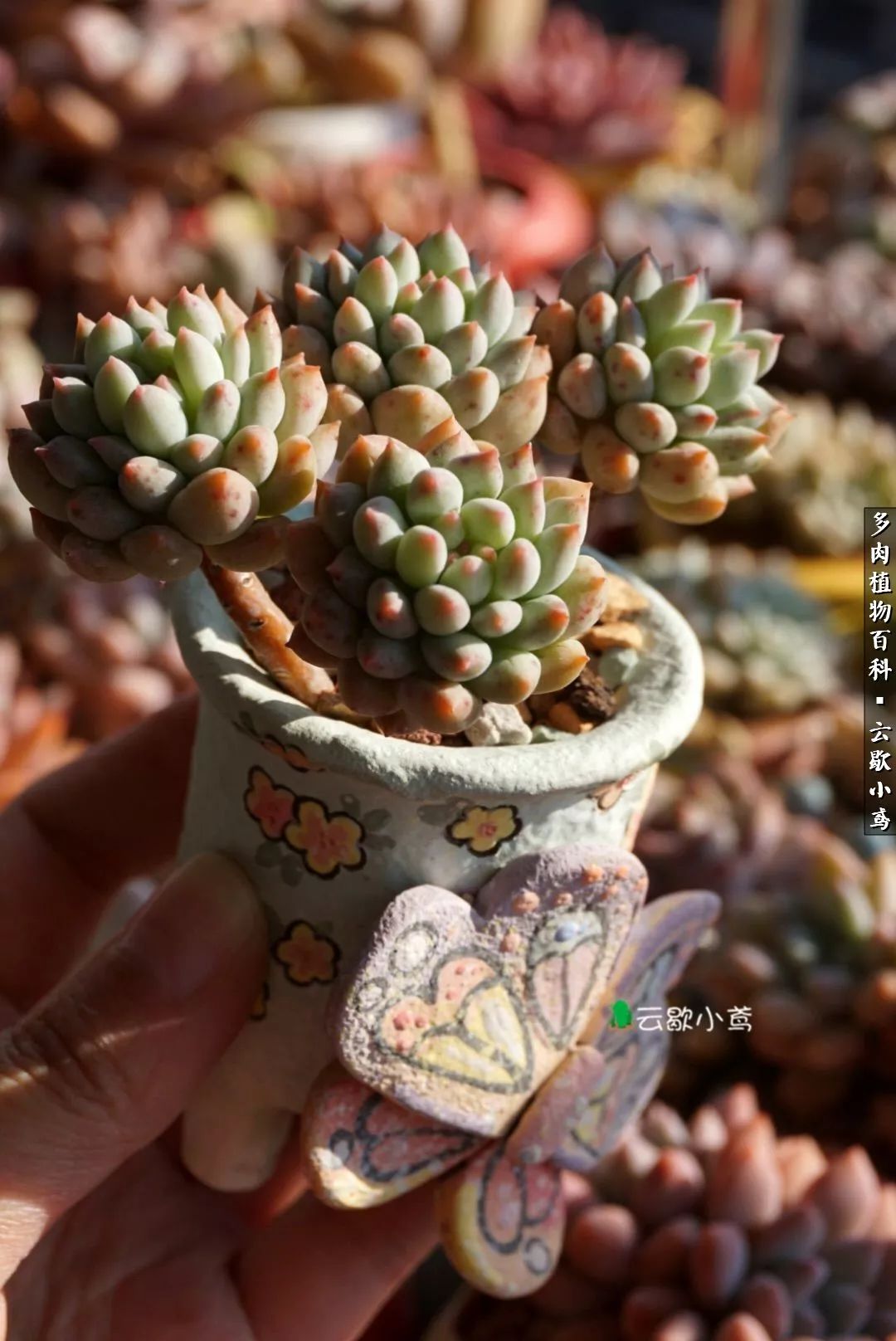 不负人间风月,不负人间风月创作的原声