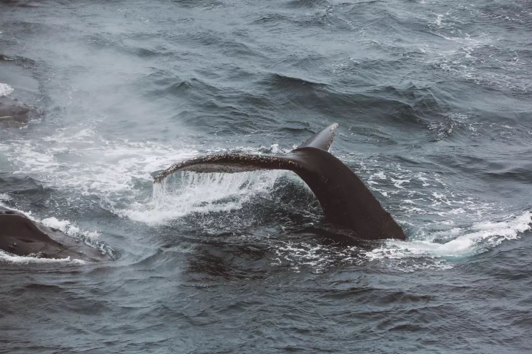 跟着南极科考队旅行,南极之恋细思极恐的地方