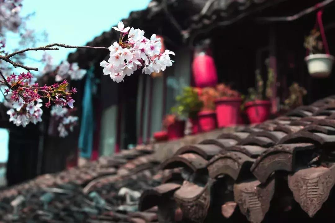 春日诗词60句：杏花吹满头，十里春风情更悠