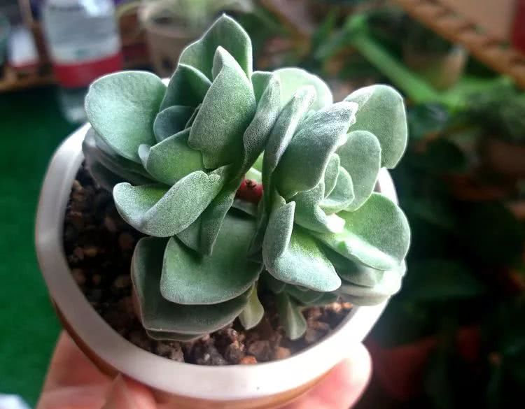 做足了功课养多肉,不用操心就能养好的多肉