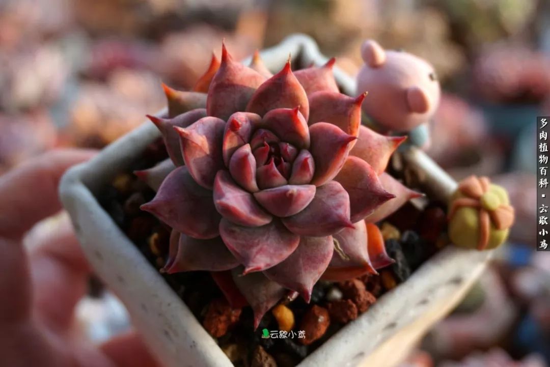 不负人间风月,不负人间风月创作的原声