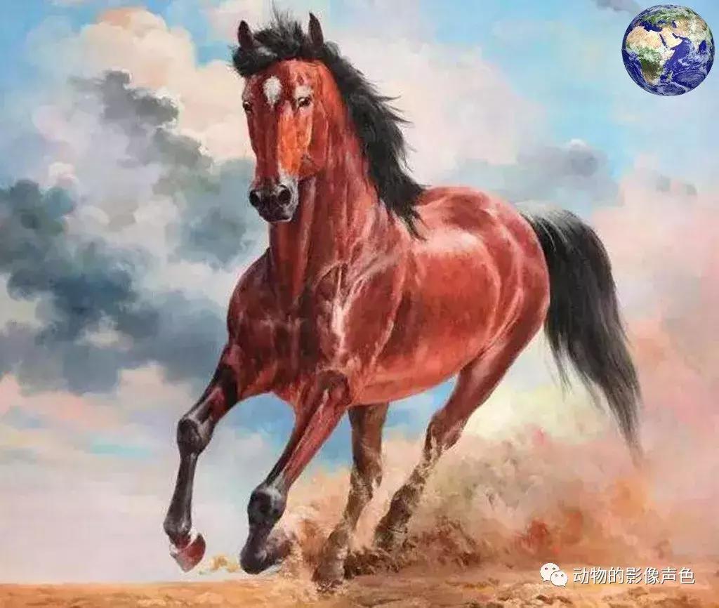 顶级汗血宝马怎么培育,汗血宝马可以培育吗