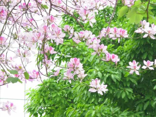 深圳春游十大好去处要门票,深圳春游亲子最佳去处